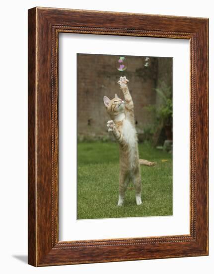 Ginger Kitten Swiping at a Soap Bubble-Mark Taylor-Framed Photographic Print