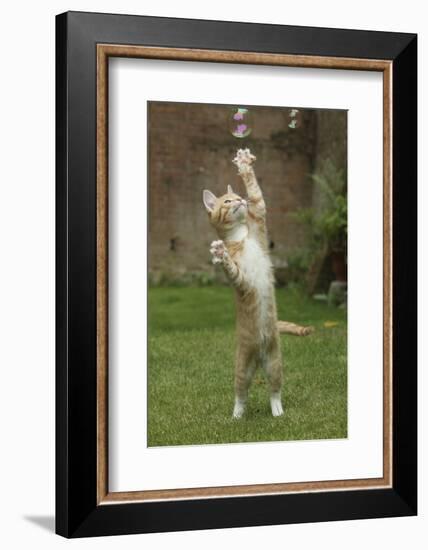 Ginger Kitten Swiping at a Soap Bubble-Mark Taylor-Framed Photographic Print