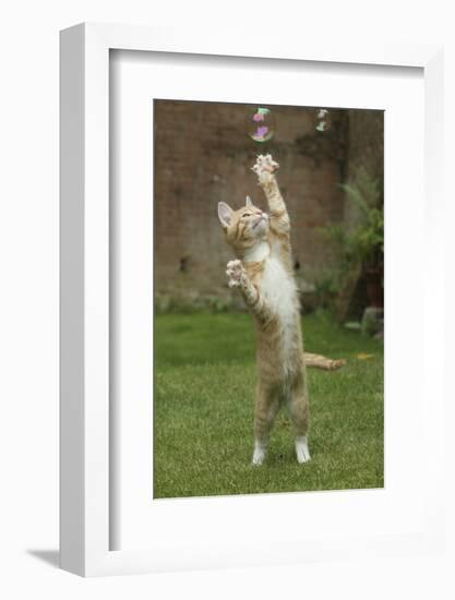 Ginger Kitten Swiping at a Soap Bubble-Mark Taylor-Framed Photographic Print