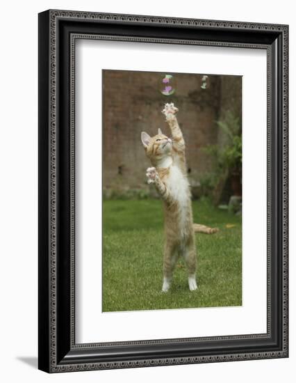 Ginger Kitten Swiping at a Soap Bubble-Mark Taylor-Framed Photographic Print