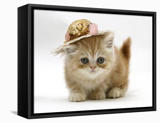 Ginger Kitten Wearing a Straw Hat-Mark Taylor-Framed Premier Image Canvas