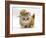 Ginger Kitten Wearing a Straw Hat-Mark Taylor-Framed Photographic Print