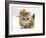 Ginger Kitten Wearing a Straw Hat-Mark Taylor-Framed Photographic Print