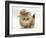 Ginger Kitten Wearing a Straw Hat-Mark Taylor-Framed Photographic Print
