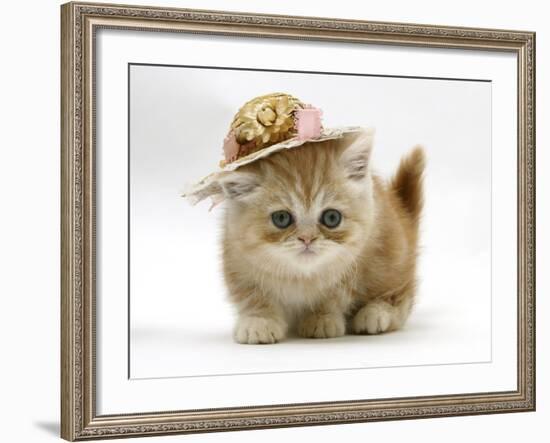 Ginger Kitten Wearing a Straw Hat-Mark Taylor-Framed Photographic Print