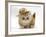 Ginger Kitten Wearing a Straw Hat-Mark Taylor-Framed Photographic Print