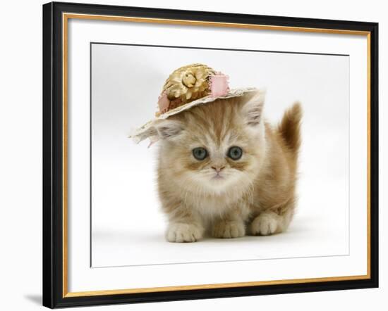 Ginger Kitten Wearing a Straw Hat-Mark Taylor-Framed Photographic Print