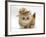 Ginger Kitten Wearing a Straw Hat-Mark Taylor-Framed Photographic Print