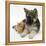 Ginger Kitten with German Shepherd Dog (Alsatian) Bitch Puppy, Echo-Mark Taylor-Framed Premier Image Canvas