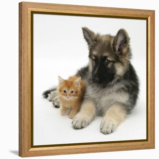 Ginger Kitten with German Shepherd Dog (Alsatian) Bitch Puppy, Echo-Mark Taylor-Framed Premier Image Canvas