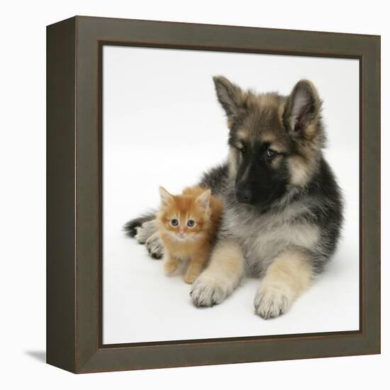 Ginger Kitten with German Shepherd Dog (Alsatian) Bitch Puppy, Echo-Mark Taylor-Framed Premier Image Canvas