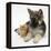 Ginger Kitten with German Shepherd Dog (Alsatian) Bitch Puppy, Echo-Mark Taylor-Framed Premier Image Canvas