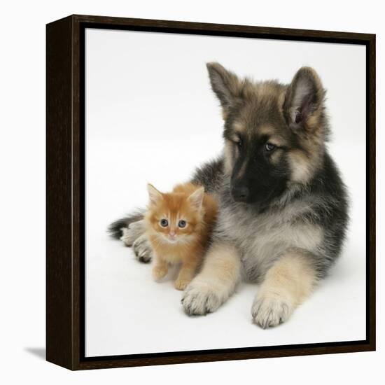 Ginger Kitten with German Shepherd Dog (Alsatian) Bitch Puppy, Echo-Mark Taylor-Framed Premier Image Canvas