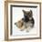 Ginger Kitten with German Shepherd Dog (Alsatian) Bitch Puppy, Echo-Mark Taylor-Framed Photographic Print