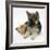 Ginger Kitten with German Shepherd Dog (Alsatian) Bitch Puppy, Echo-Mark Taylor-Framed Photographic Print