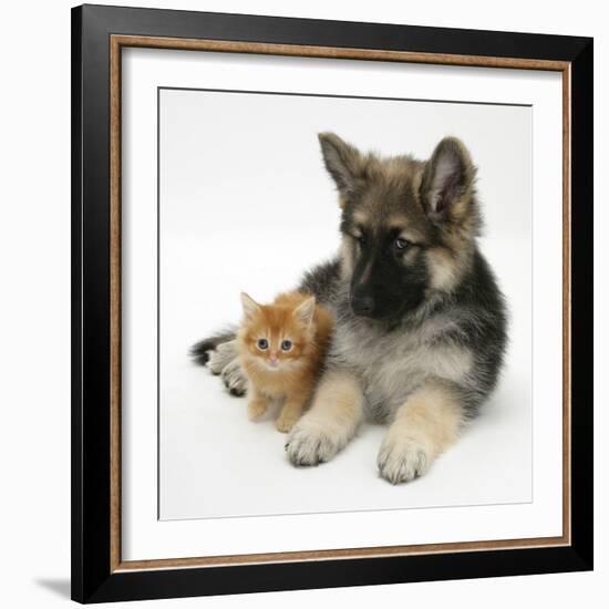 Ginger Kitten with German Shepherd Dog (Alsatian) Bitch Puppy, Echo-Mark Taylor-Framed Photographic Print