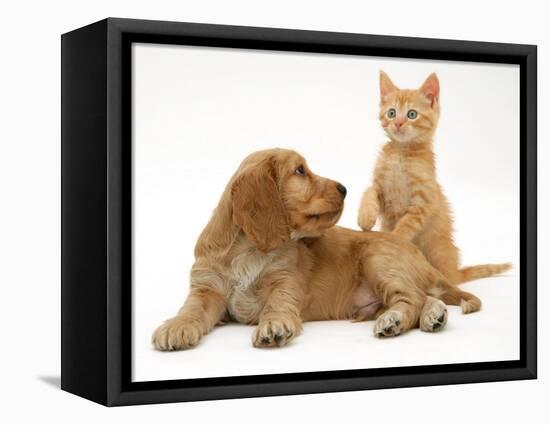 Ginger Kitten with Golden Cocker Spaniel Puppy-Jane Burton-Framed Premier Image Canvas