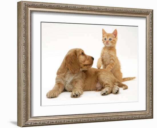 Ginger Kitten with Golden Cocker Spaniel Puppy-Jane Burton-Framed Photographic Print
