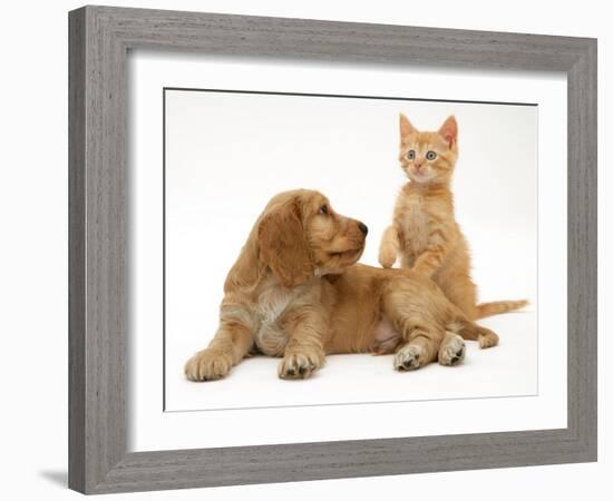 Ginger Kitten with Golden Cocker Spaniel Puppy-Jane Burton-Framed Photographic Print