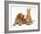 Ginger Kitten with Golden Cocker Spaniel Puppy-Jane Burton-Framed Photographic Print