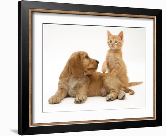 Ginger Kitten with Golden Cocker Spaniel Puppy-Jane Burton-Framed Photographic Print