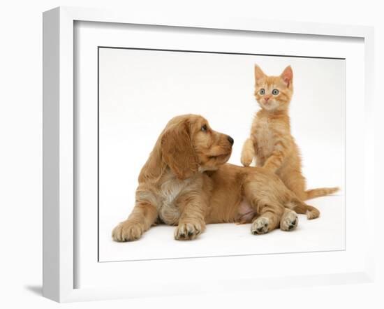 Ginger Kitten with Golden Cocker Spaniel Puppy-Jane Burton-Framed Photographic Print