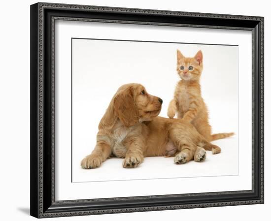 Ginger Kitten with Golden Cocker Spaniel Puppy-Jane Burton-Framed Photographic Print