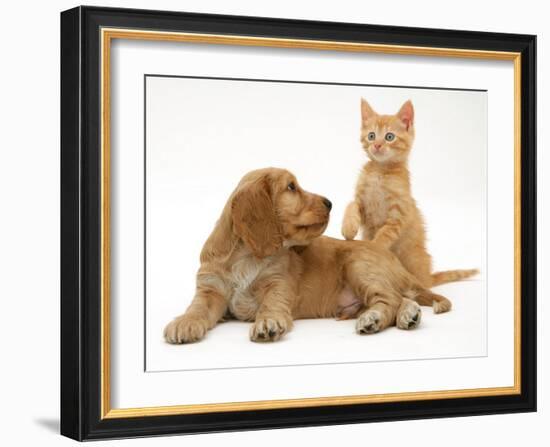 Ginger Kitten with Golden Cocker Spaniel Puppy-Jane Burton-Framed Photographic Print