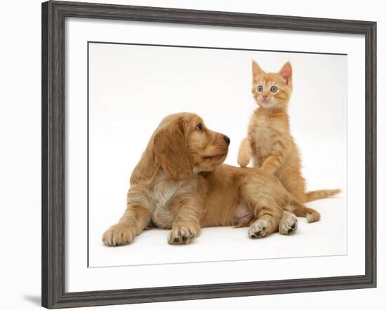 Ginger Kitten with Golden Cocker Spaniel Puppy-Jane Burton-Framed Photographic Print