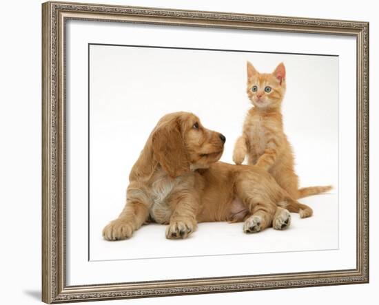 Ginger Kitten with Golden Cocker Spaniel Puppy-Jane Burton-Framed Photographic Print