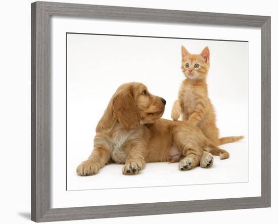 Ginger Kitten with Golden Cocker Spaniel Puppy-Jane Burton-Framed Photographic Print