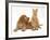 Ginger Kitten with Golden Cocker Spaniel Puppy-Jane Burton-Framed Photographic Print