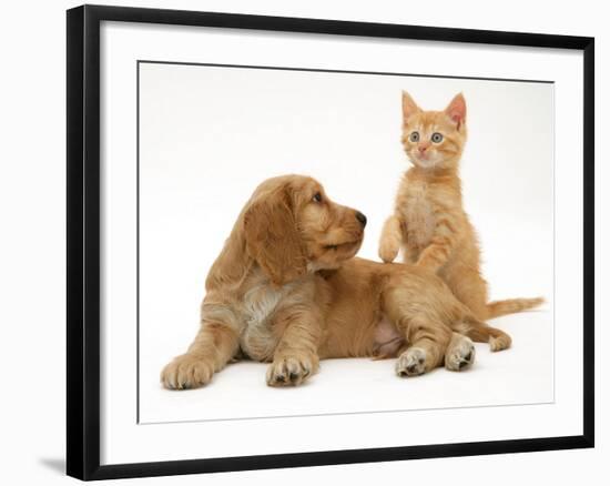 Ginger Kitten with Golden Cocker Spaniel Puppy-Jane Burton-Framed Photographic Print