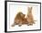 Ginger Kitten with Golden Cocker Spaniel Puppy-Jane Burton-Framed Photographic Print