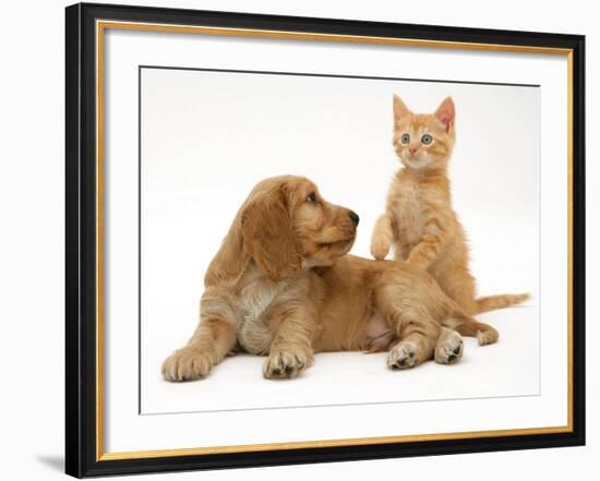 Ginger Kitten with Golden Cocker Spaniel Puppy-Jane Burton-Framed Photographic Print