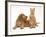 Ginger Kitten with Golden Cocker Spaniel Puppy-Jane Burton-Framed Photographic Print