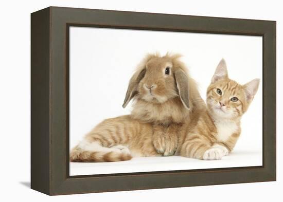 Ginger Kitten with Sandy Lionhead-Lop Rabbit-Mark Taylor-Framed Premier Image Canvas