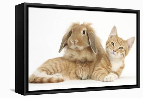 Ginger Kitten with Sandy Lionhead-Lop Rabbit-Mark Taylor-Framed Premier Image Canvas