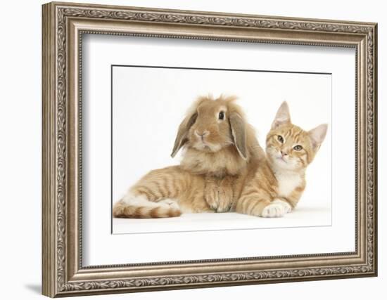 Ginger Kitten with Sandy Lionhead-Lop Rabbit-Mark Taylor-Framed Photographic Print
