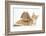 Ginger Kitten with Sandy Lionhead-Lop Rabbit-Mark Taylor-Framed Photographic Print