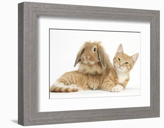 Ginger Kitten with Sandy Lionhead-Lop Rabbit-Mark Taylor-Framed Photographic Print