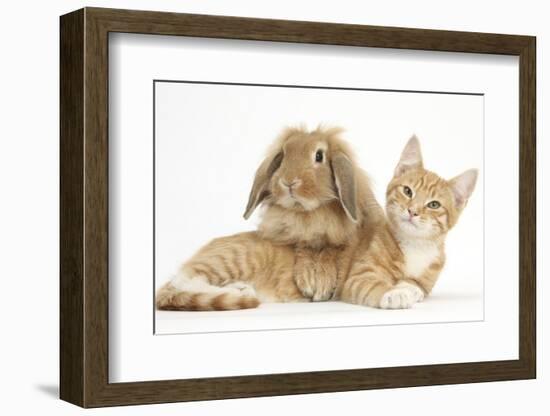 Ginger Kitten with Sandy Lionhead-Lop Rabbit-Mark Taylor-Framed Photographic Print