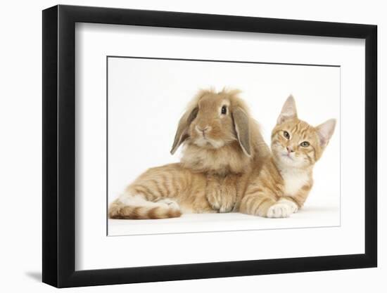 Ginger Kitten with Sandy Lionhead-Lop Rabbit-Mark Taylor-Framed Photographic Print