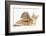 Ginger Kitten with Sandy Lionhead-Lop Rabbit-Mark Taylor-Framed Photographic Print