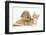 Ginger Kitten with Sandy Lionhead-Lop Rabbit-Mark Taylor-Framed Photographic Print