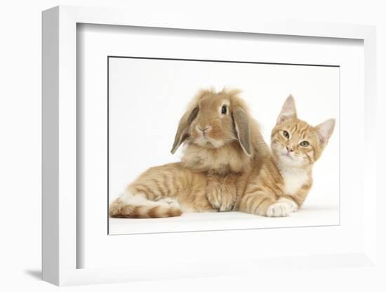 Ginger Kitten with Sandy Lionhead-Lop Rabbit-Mark Taylor-Framed Photographic Print