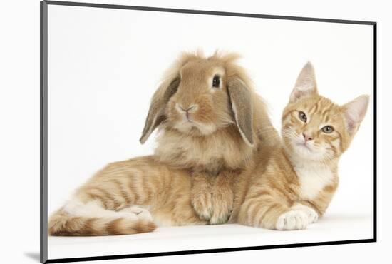 Ginger Kitten with Sandy Lionhead-Lop Rabbit-Mark Taylor-Mounted Photographic Print