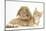 Ginger Kitten with Sandy Lionhead-Lop Rabbit-Mark Taylor-Mounted Photographic Print