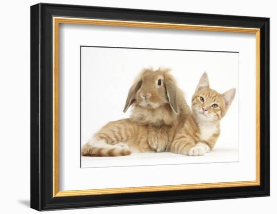 Ginger Kitten with Sandy Lionhead-Lop Rabbit-Mark Taylor-Framed Photographic Print