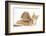 Ginger Kitten with Sandy Lionhead-Lop Rabbit-Mark Taylor-Framed Photographic Print